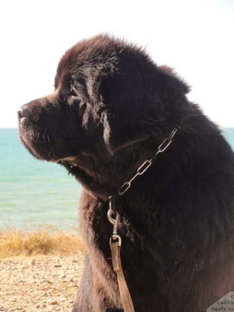 Фото: ньюфаундленд Бегущая по Волнам Дансинг Квин (Beguschaya po Volnam Dancing Queen)