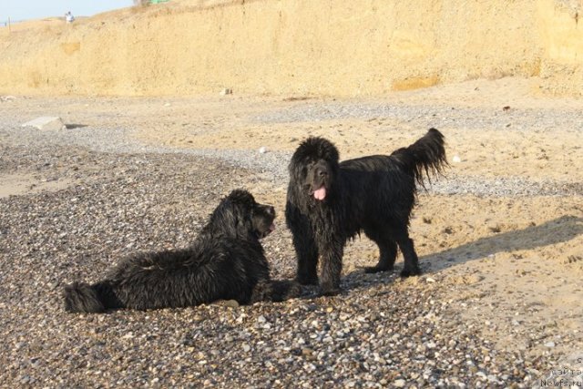 Фото: ньюфаундленд Бегущая по Волнам Дансинг Квин (Beguschaya po Volnam Dancing Queen), ньюфаундленд Бегущая по Волнам Вся Такая Растакая (Beguschaya po Volnam Vsya Takaya Rastakaya)
