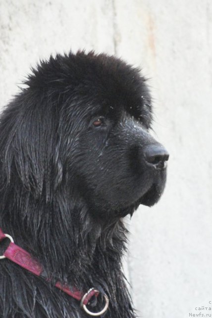 Фотография № 109013