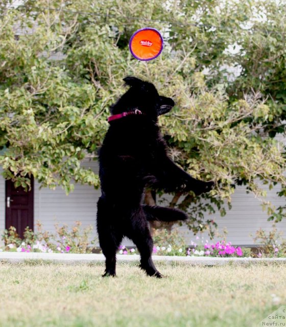 Фото: ньюфаундленд Бегущая по Волнам Доюбле Даре
