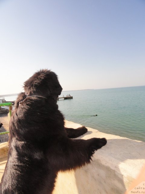 Фото: ньюфаундленд Бегущая по Волнам Дансинг Квин (Beguschaya po Volnam Dancing Queen)