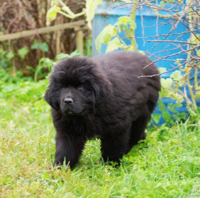 Фото: ньюфаундленд Бегущая по Волнам Шаолинь (Beguschaya po Volnam Shaolin)