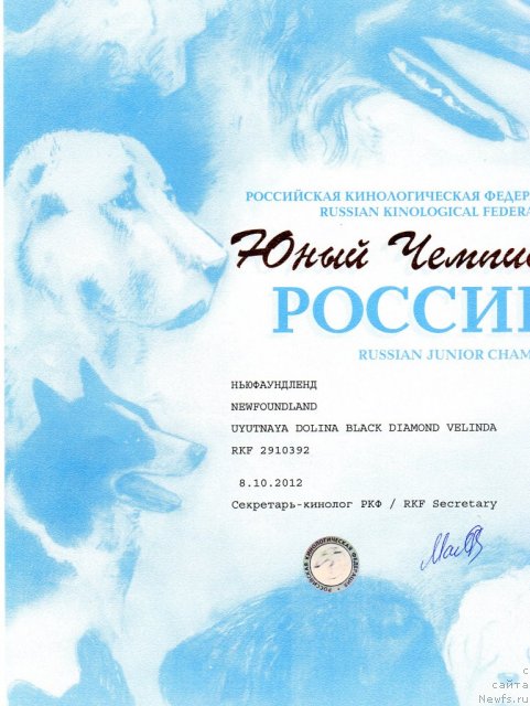 Фото: ньюфаундленд Уютная Долина Блэк Даймонд Велинда (Uyutnaya Dolina Black Diamond Velinda)