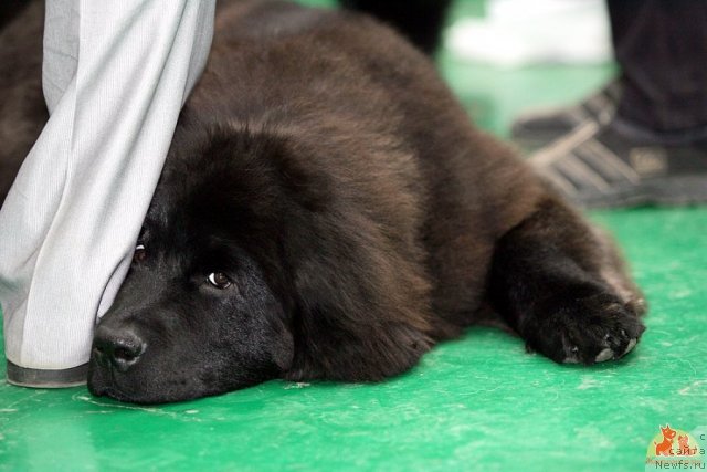 Фотография № 109020