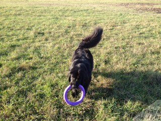 Фото: ньюфаундленд Бонни Флайт