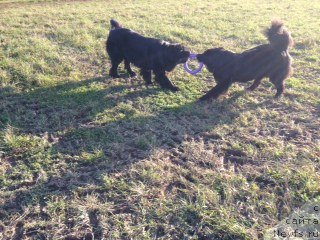 Фото: ньюфаундленд Бонни Флайт, ньюфаундленд Рестайлинг Фром Шипмэн