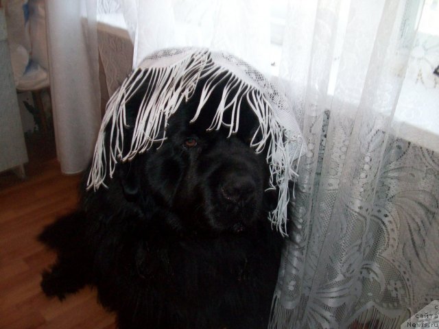 Фото: ньюфаундленд Карат из Медвежьего Яра (Karat iz Medvejyego Yara)