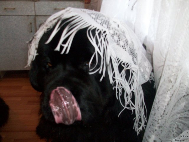 Фото: ньюфаундленд Карат из Медвежьего Яра (Karat iz Medvejyego Yara)