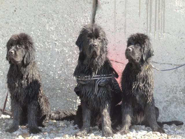 Фото: ньюфаундленд Бегущая по Волнам Царица Савская, ньюфаундленд Фанньюф Тинкербель Сказочная Принцесса, ньюфаундленд Бегущая по Волнам Целуй Меня Крепче