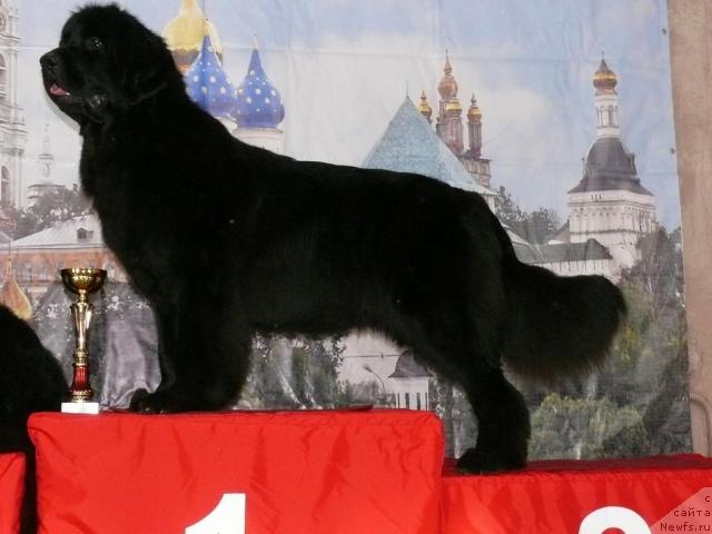 Фото: ньюфаундленд Акватория Келвин Голден Спирит (Aquatoriya Kelvin Golden Spirit)