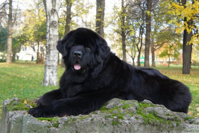 Фотография № 109042