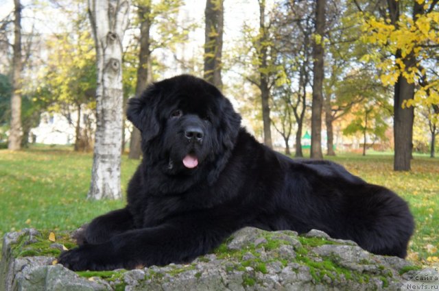 Фото: ньюфаундленд Skippers Only You for Smigar, Александр Коротков