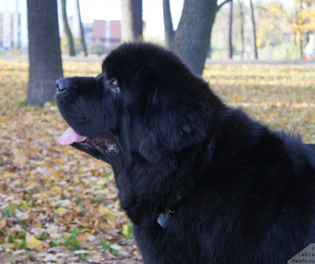 Фото: ньюфаундленд Skippers Only You for Smigar