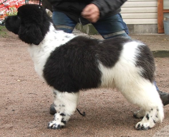Фото: ньюфаундленд Плюшевая Панда Цитиус Алтиус Фортиус (Plushevaya Pandа Citius Altius Fortius)