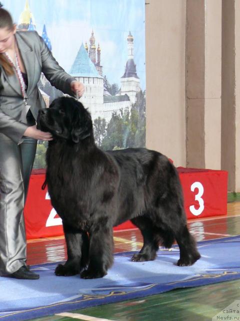 Фото: ньюфаундленд Акватория Келвин Голден Спирит (Aquatoriya Kelvin Golden Spirit)