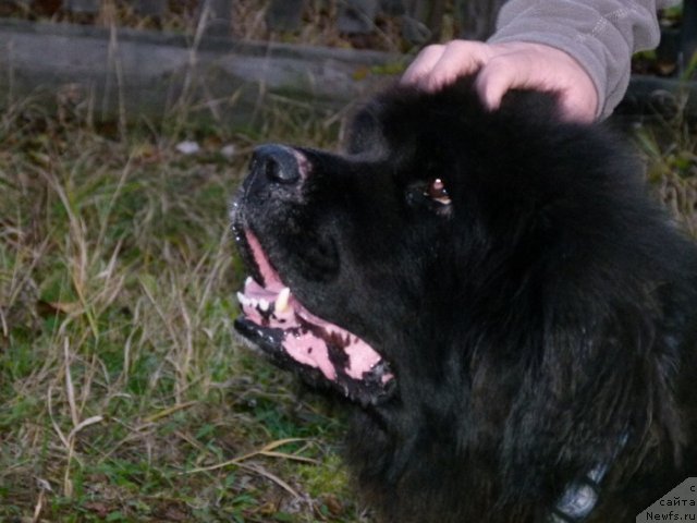 Фотография № 109052