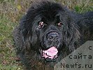 Фото: ньюфаундленд Валенсия Черная Жемчужина