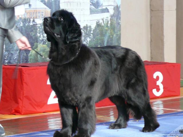 Фото: ньюфаундленд Акватория Келвин Голден Спирит (Aquatoriya Kelvin Golden Spirit)