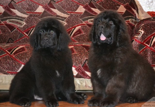 Фото: ньюфаундленд Скарлет О'Хара, ньюфаундленд Симбад Покоритель Морей