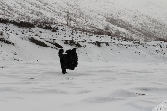 Фото: ньюфаундленд Питерньюф Нота Бене (Piternyuf Nota Bene)