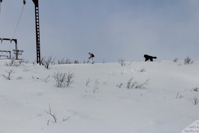 Фото: Екатерина Зайцева, ньюфаундленд Питерньюф Нота Бене (Piternyuf Nota Bene)