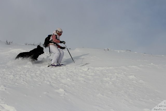 Фото: Екатерина Зайцева, ньюфаундленд Питерньюф Нота Бене (Piternyuf Nota Bene)