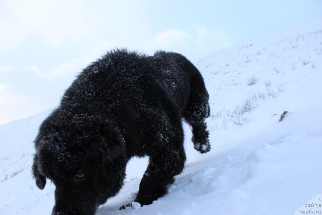 Фото: ньюфаундленд Питерньюф Нота Бене (Piternyuf Nota Bene)