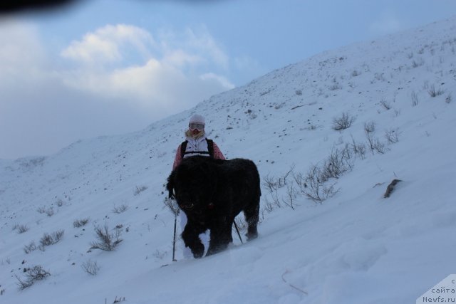 Фото: ньюфаундленд Питерньюф Нота Бене (Piternyuf Nota Bene), Екатерина Зайцева