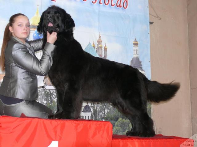 Фото: ньюфаундленд Акватория Келвин Голден Спирит (Aquatoriya Kelvin Golden Spirit), Мария Шатилова