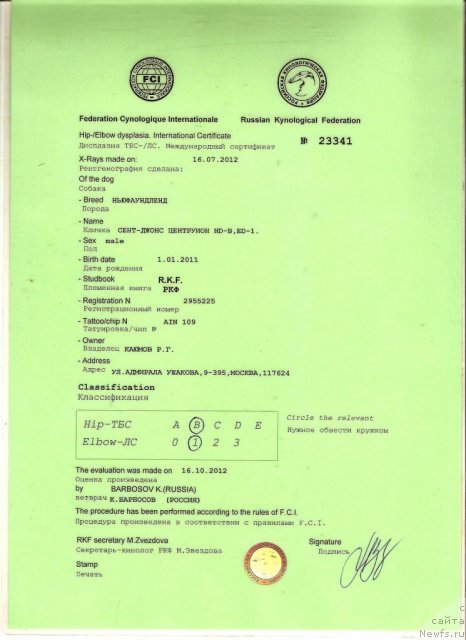 Фото: ньюфаундленд Сент Джонс Центурион (Sent Djons Centurion)