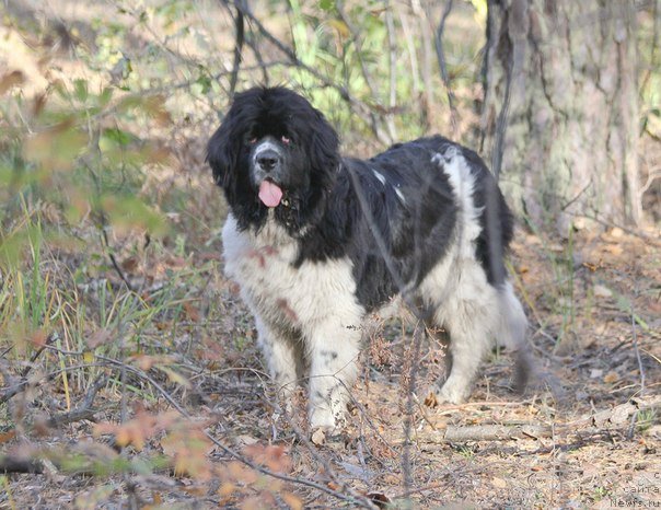 Фото: ньюфаундленд Супер Премиум Есения