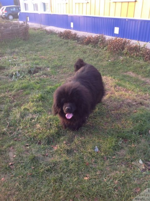 Фото: ньюфаундленд Урман Таежный от Сибирского Медведя