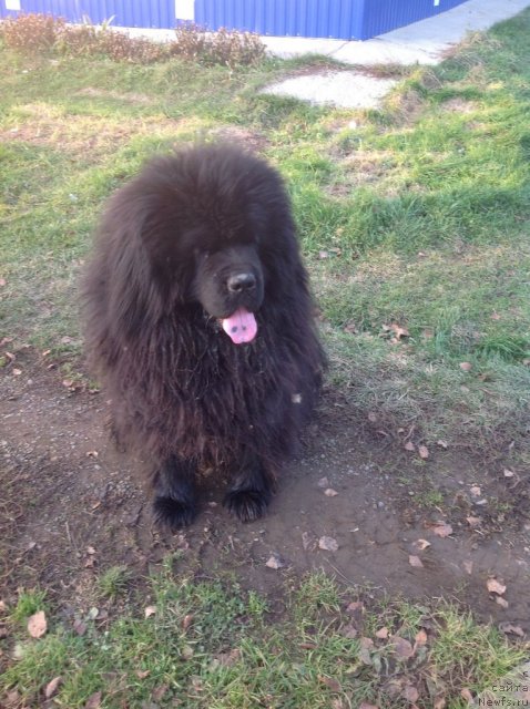 Фотография № 109089