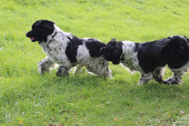 Фото: ньюфаундленд Аквиан Сонг Зест Бьютифул (Akvian Song Zest Beautiful), ньюфаундленд Аквиан Сонг Зиппи Панда