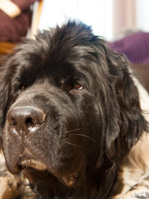 Фото: ньюфаундленд Аквиан Сонг Зест Бьютифул (Akvian Song Zest Beautiful)