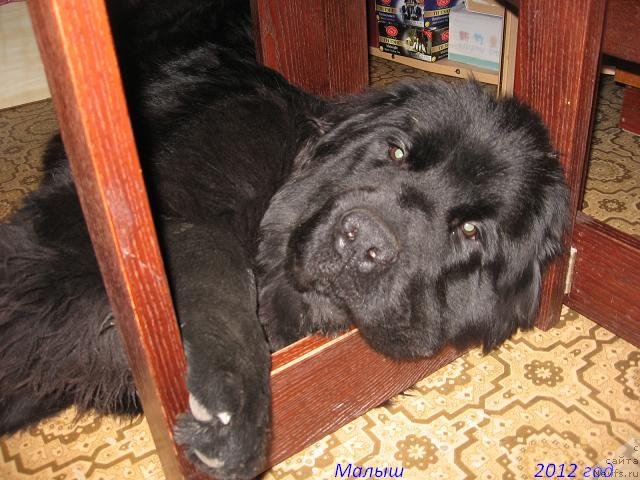 Фото: ньюфаундленд Ургант с Берега Дона (Urgant s Berega Dona)