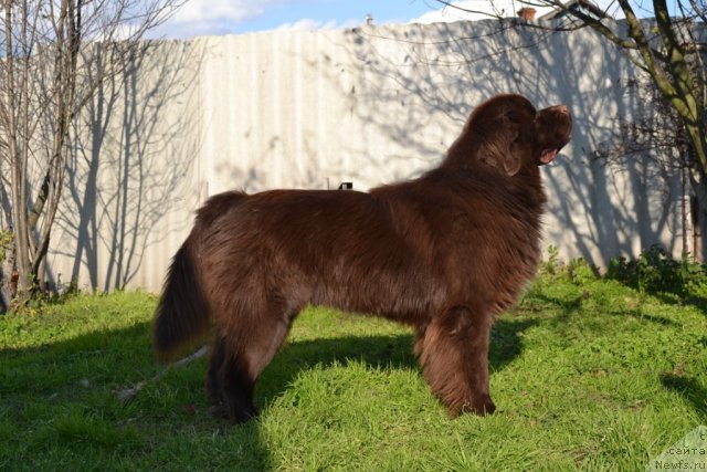 Фото: ньюфаундленд Акватория Келвин Риверданс (Aquatoriya Kelvin Riverdance)