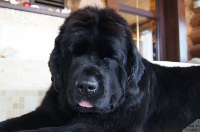 Фото: ньюфаундленд Плюшевая Панда Удивительная Кейт (Plushevaya Panda Udivitelnaja Kejt)