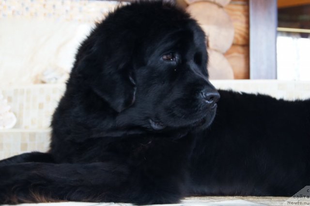 Фото: ньюфаундленд Плюшевая Панда Удивительная Кейт (Plushevaya Panda Udivitelnaja Kejt)