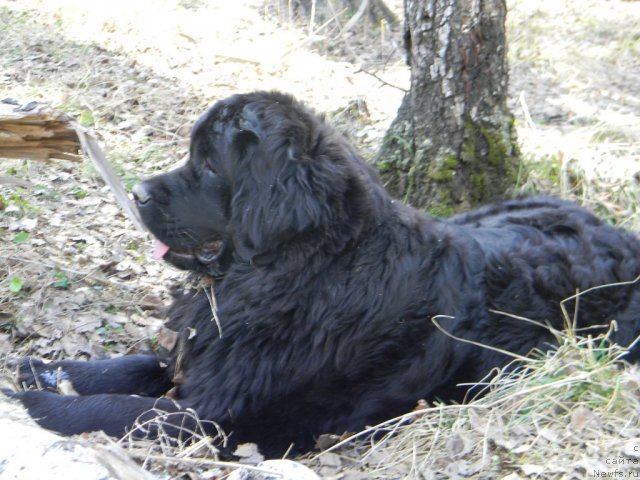 Фото: ньюфаундленд Отрада Ночи для Ньюфорт