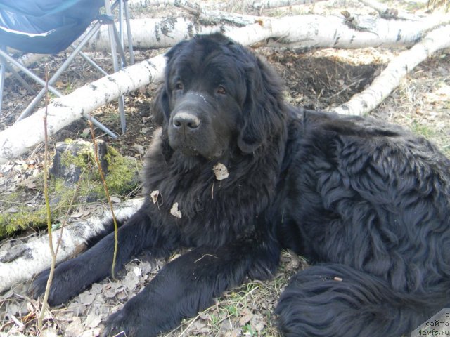 Фото: ньюфаундленд Отрада Ночи для Ньюфорт