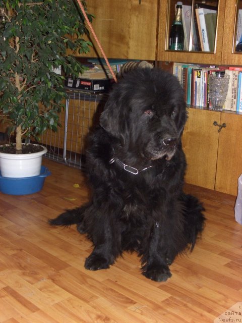 Фото: ньюфаундленд Глэд Ту Си Джипси