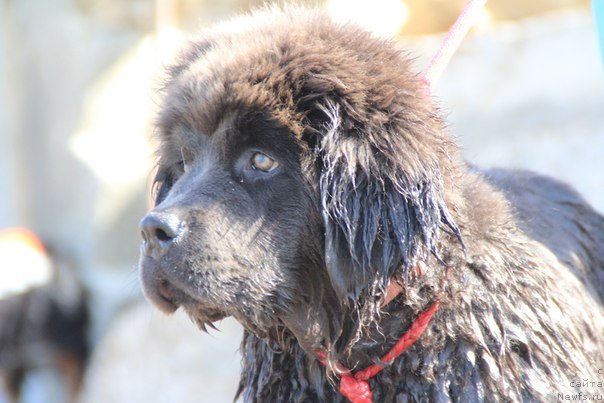 Фотография № 109130