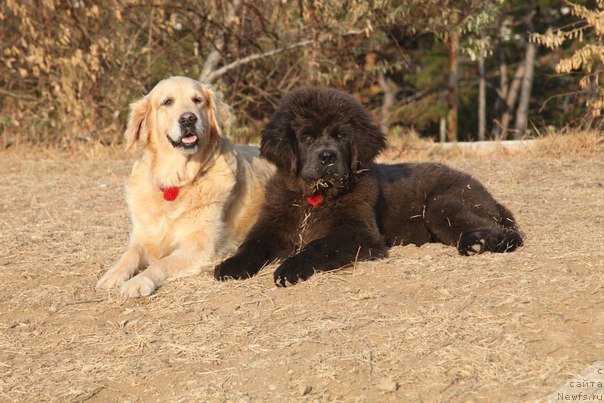 Фотография № 109133