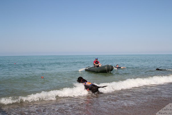 Фото: ньюфаундленд Мелти Вейв Марин Тифея (Melty Wave Marine Tifeya), Екатерина Кормакова