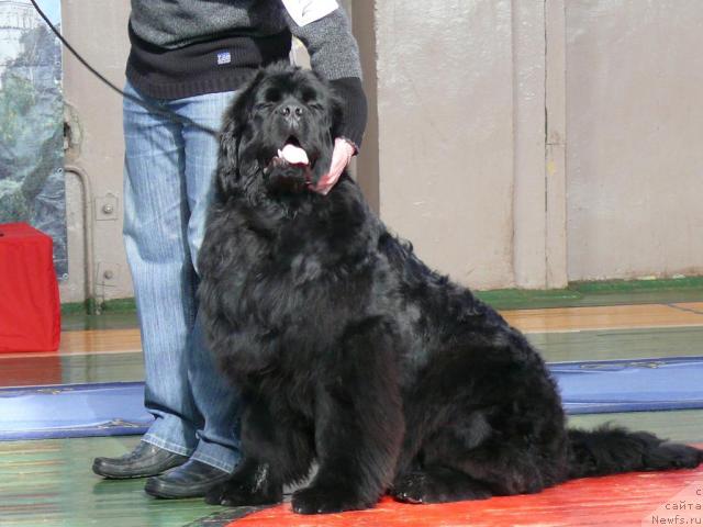 Фото: ньюфаундленд Пчёлкин Дом Афоня