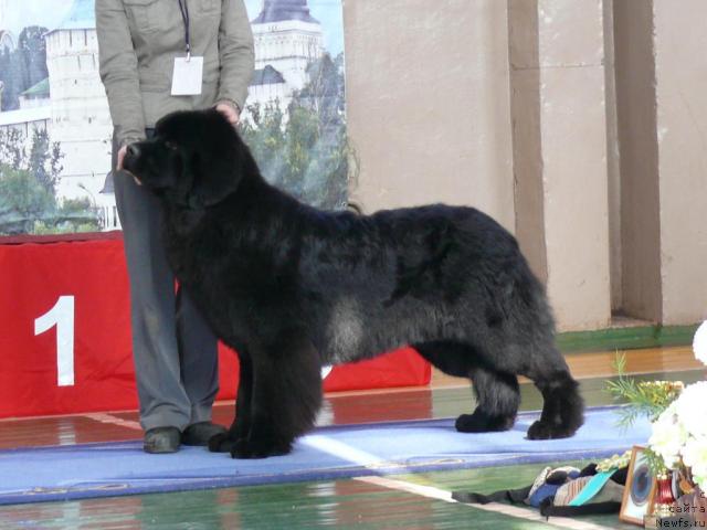 Фото: ньюфаундленд Амулет Любви и Счастья (Amulet Lyubvi i Schastya)