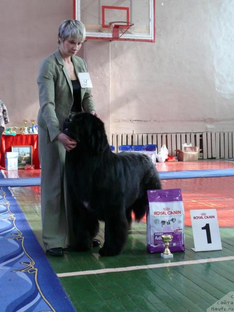 Фото: ньюфаундленд Фиаметтахауз Галахад Рыцарь Грааля (Fiamettahauz Galahat Rytsar' Graalia)