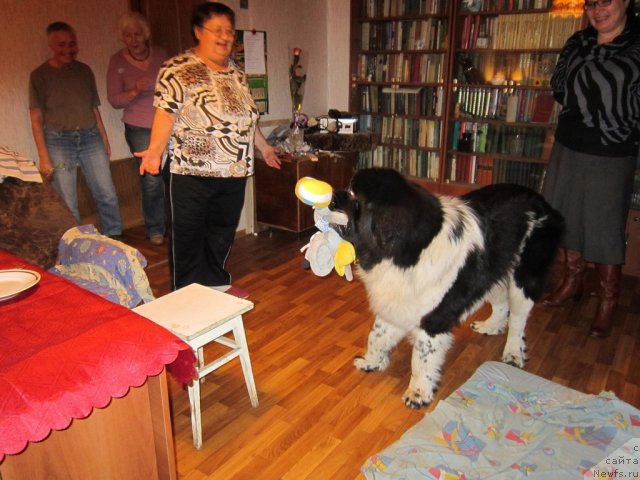 Фото: ньюфаундленд Ремеджио Рассекающий Волну