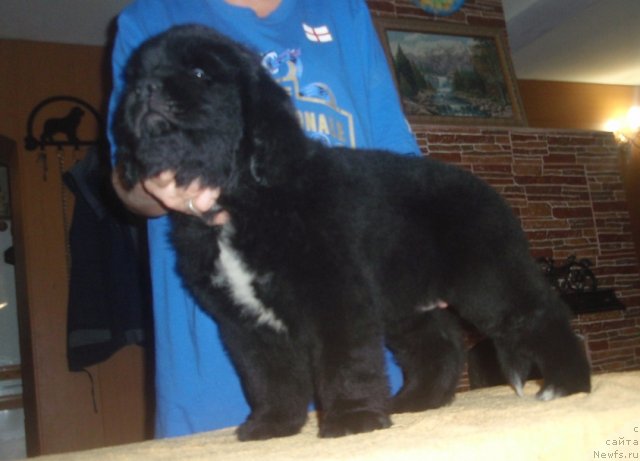 Фото: ньюфаундленд Ньюфорт Центр Форвард